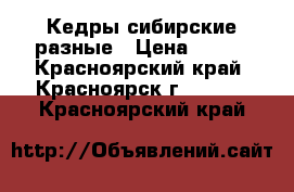 Кедры сибирские разные › Цена ­ 300 - Красноярский край, Красноярск г.  »    . Красноярский край